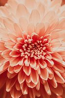 Zalmroze bloem, de chrysant.