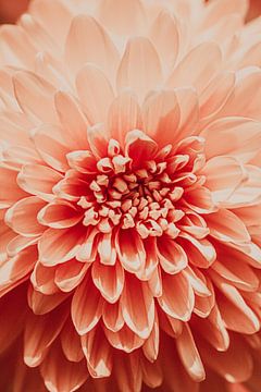 Zalmroze bloem, de chrysant. van Denise Tiggelman