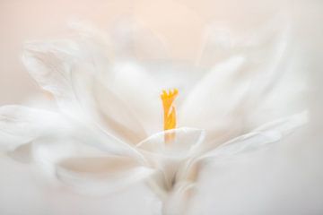 Bridesmaid. by Jacqueline de Groot