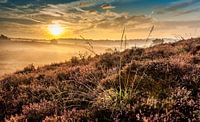 Heather by Alexander Cox thumbnail