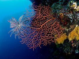 Gorgonia and a Criniod by Ilan Ben Tov