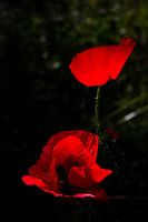 Wunderschöner Mohn | Nahaufnahme, Stillleben, Naturfotografie