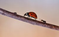 Ant chases ladybug