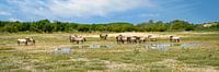 Konikpaarden in natuurgebied de Kennemerduinen van eric van der eijk thumbnail