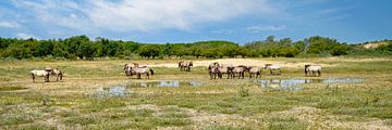 Konikpaarden in natuurgebied de Kennemerduinen van eric van der eijk