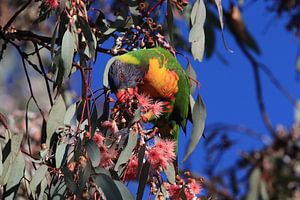Regenbooglori, in de natuurlijke habitat, Queensland, Australië van Frank Fichtmüller
