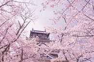 Castle among cherry blossoms by Mickéle Godderis thumbnail
