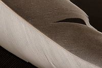 The beauty of imperfection of a simple feather