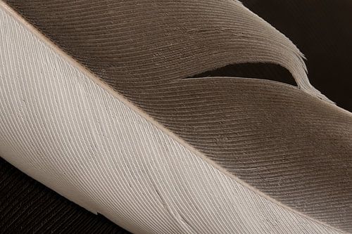 De schoonheid van imperfectie van een eenvoudige veer