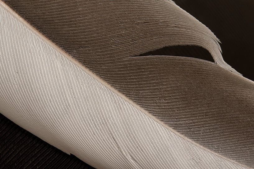 La beauté de l'imperfection d'une simple plume par Marjolijn van den Berg
