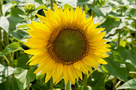 Tournesol symétrique sur un feuillage vert sur Milcho Milev
