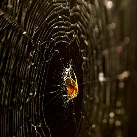 Spinne in ihrem Netz in goldenem Licht von Arina Keijzer