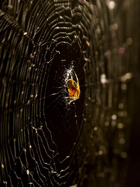 Spinne in ihrem Netz in goldenem Licht von Arina Keijzer