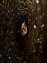 Spinne in ihrem Netz in goldenem Licht von Arina Keijzer Miniaturansicht