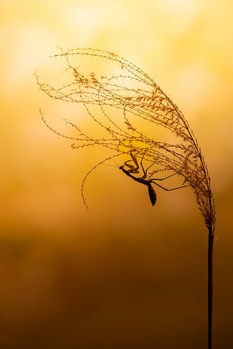 Gottesanbeterin mit Abendlicht