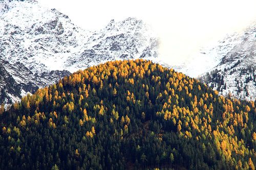 Herfst in de Alpen: gele alpendennen en sneeuw op de toppen
