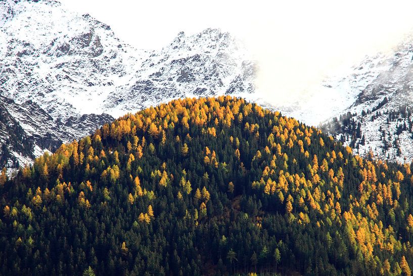 yellow spruce dots a mountain in front of summits covered in snow von Jonathan Vandevoorde