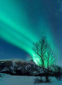 Nordlichter über den Lofoten in Norwegen