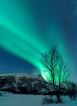 Noorderlicht boven de Lofoten in Noorwegen