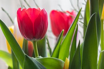 Aujourd'hui, le rouge est la couleur de la tulipe fraîche avec sa tige et ses feuilles. sur Jolanda de Jong-Jansen