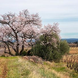 Flowering almond tree by Hanneke Luit