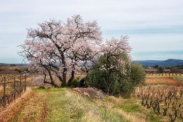 Blühender Mandelbaum von Hanneke Luit