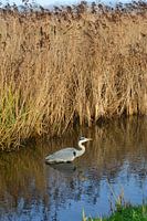 Reiger vogel staat in de sloot voor het riet in de platteland natuur.