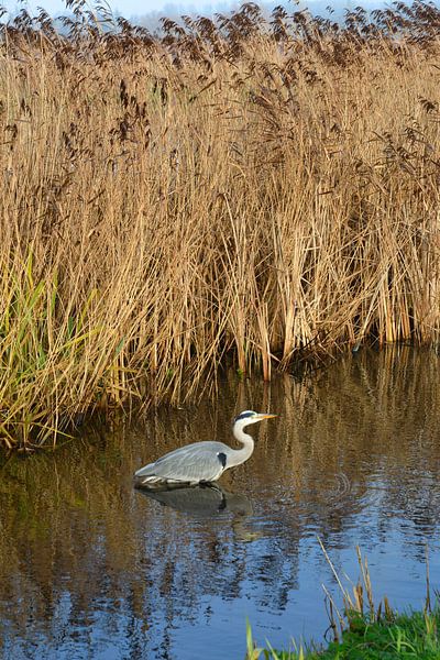 L'oiseau héron se tient dans le fossé devant le roseau dans la nature de la campagne. par Trinet Uzun