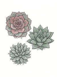 Succulent Geometry — Desert Study by nekochan23