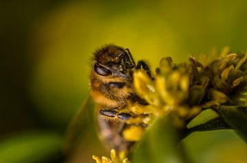 Macro foto van een honingbij van Jorick van Gorp