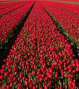 Rode Tulpen 003 van Alex Hiemstra thumbnail