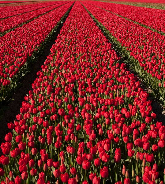 Rode Tulpen 003 par Alex Hiemstra