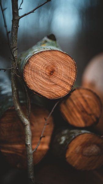 Firewood still life by Pim Haring