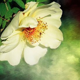 Bezaubernd von Jutta Maria Pusl