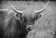 Schotse Hooglander in zwart-wit van Ans Bastiaanssen thumbnail