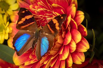 Een exotische vlinder op een bloem van Roland Brack