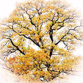 Herbstbaum von SR Blaauw