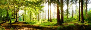 Idyllischer Wald bei Sonnenaufgang von Günter Albers