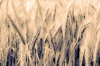 Macro wheat ear on wheat field with bokeh and toning by Dieter Walther thumbnail