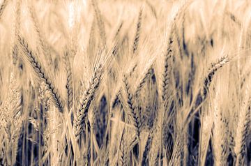 Macro épi de blé dans un champ de blé avec bokeh et tonalité sur Dieter Walther