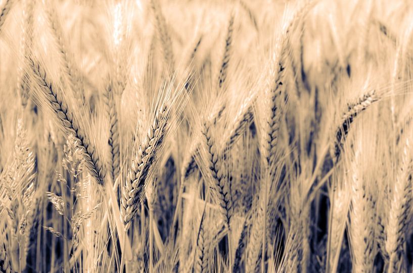 Macro wheat ear on wheat field with bokeh and toning by Dieter Walther