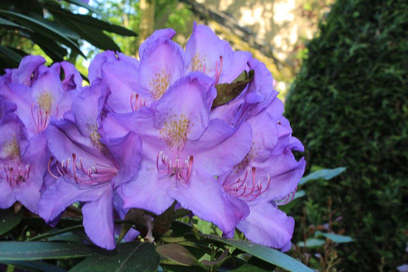 Bloem von hans nagtegaal