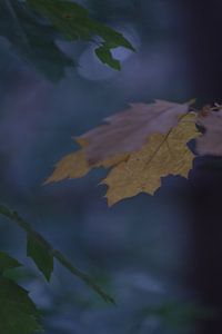 Herbst in der Nacht Vrachelse Heide Oosterhout  von Ad Huijben