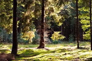 Nadelwald