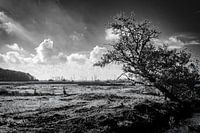 Une bouffée d'air frais sur le Brabantse Wal