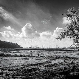 Frischer Wind am Brabantse Wal von Geert Van Baelen