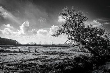 A breath of fresh air on Brabantse Wal by Geert Van Baelen