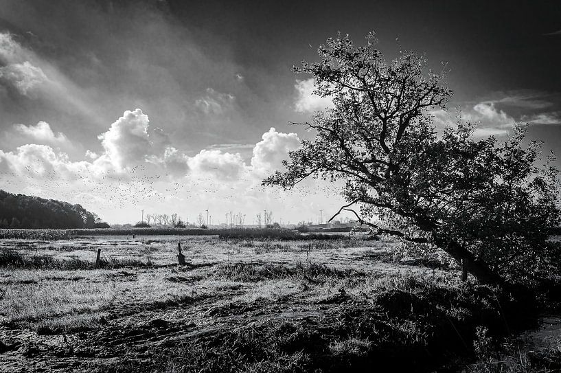Une bouffée d'air frais sur le Brabantse Wal par Geert Van Baelen