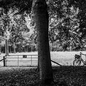 Twee geparkeerde fietsen in het bos, fotoprint van Manja Herrebrugh - Outdoor by Manja