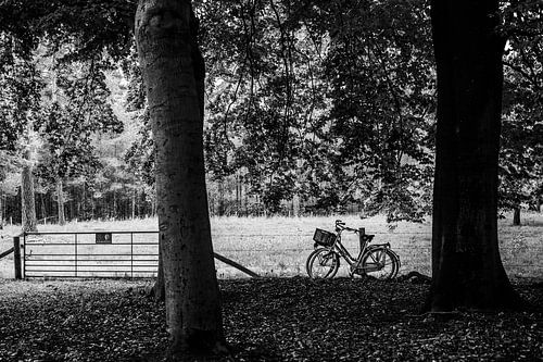 Zwei geparkte Fahrräder im Wald, Fotodruck